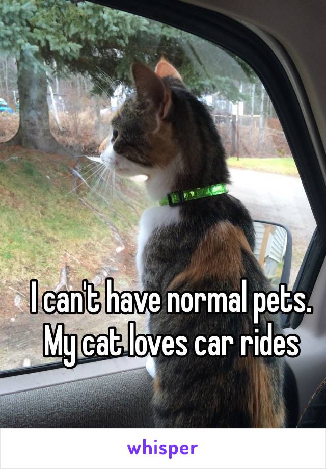 I can't have normal pets.
My cat loves car rides 