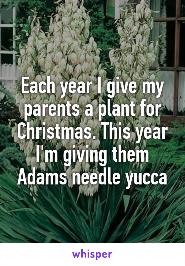 Each year I give my parents a plant for Christmas. This year I'm giving them Adams needle yucca