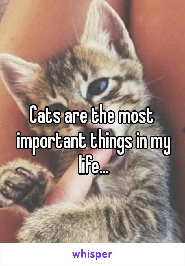 Cats are the most important things in my life...