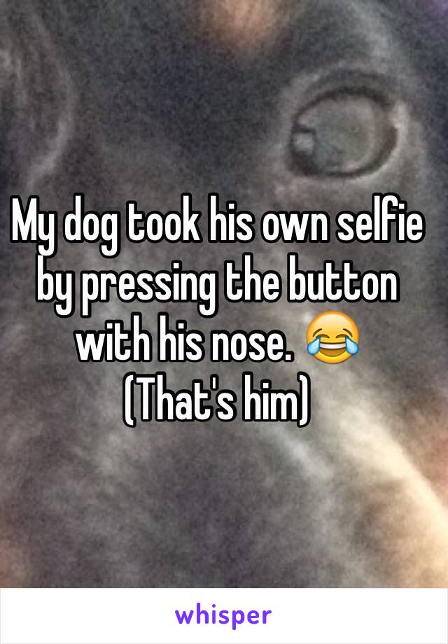 My dog took his own selfie by pressing the button with his nose. 😂
(That's him)