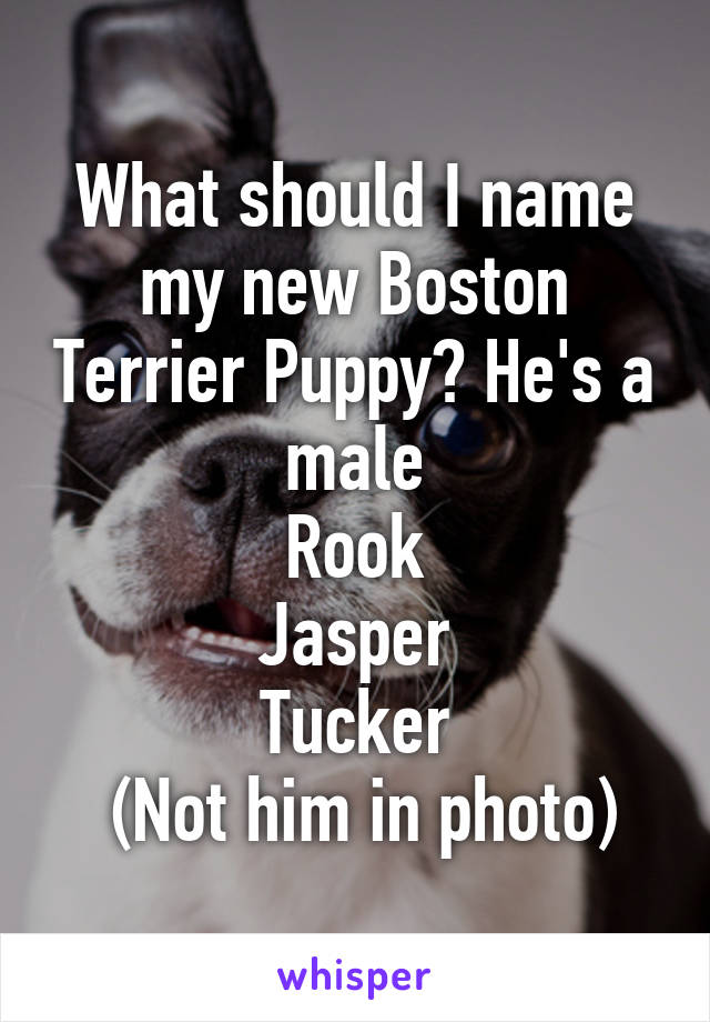 What should I name my new Boston Terrier Puppy? He's a male
Rook
Jasper
Tucker
 (Not him in photo)