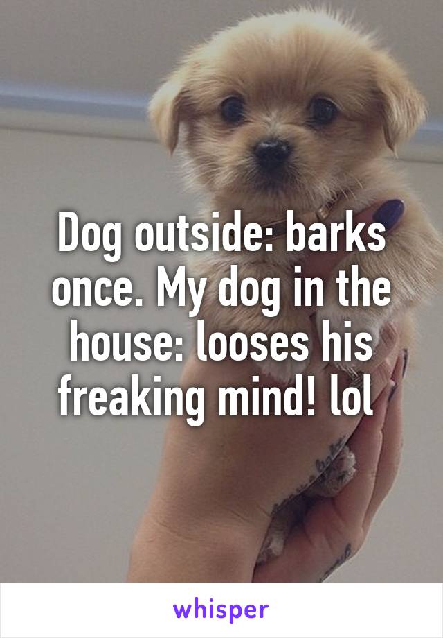 Dog outside: barks once. My dog in the house: looses his freaking mind! lol 