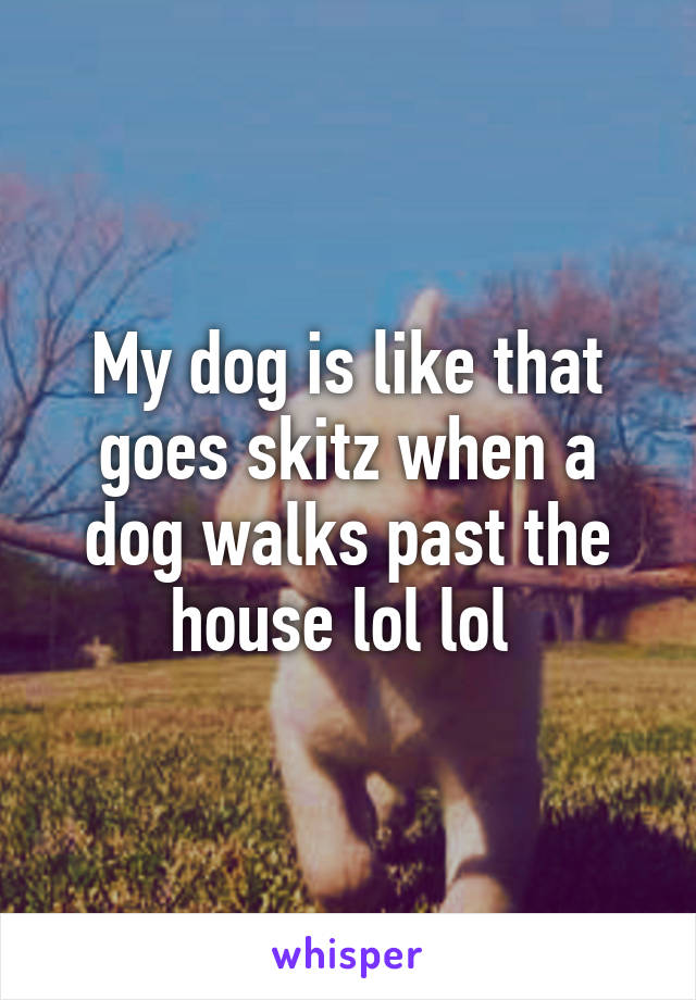 My dog is like that goes skitz when a dog walks past the house lol lol 