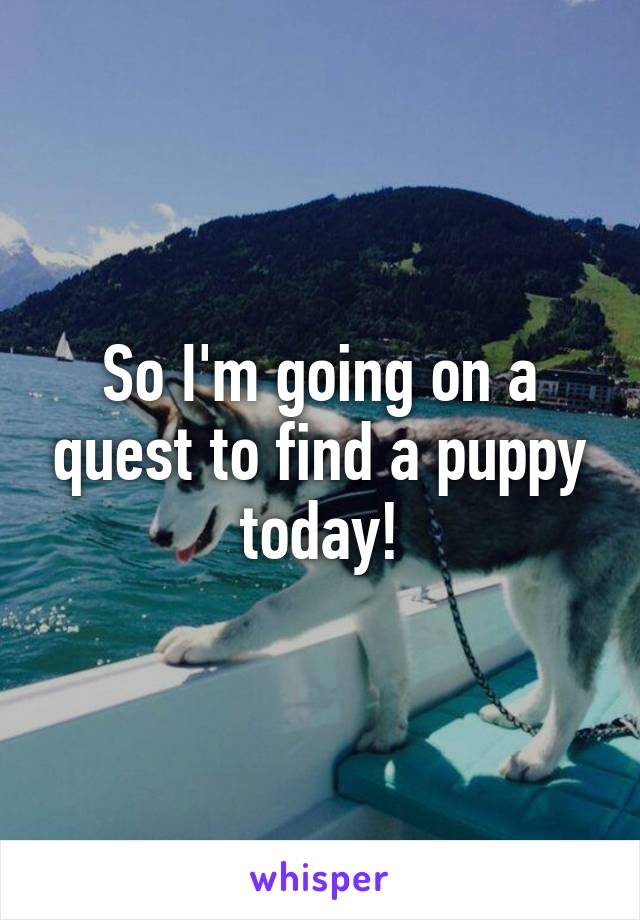 So I'm going on a quest to find a puppy today!