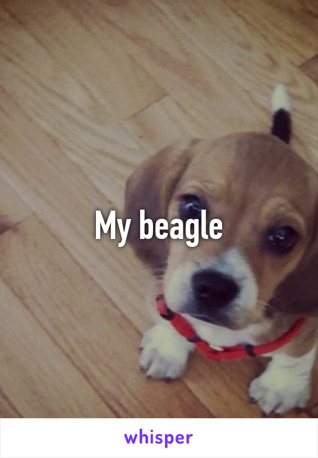 My beagle