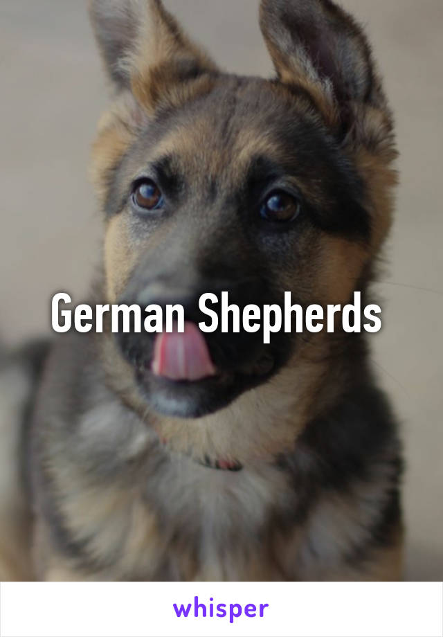 German Shepherds 