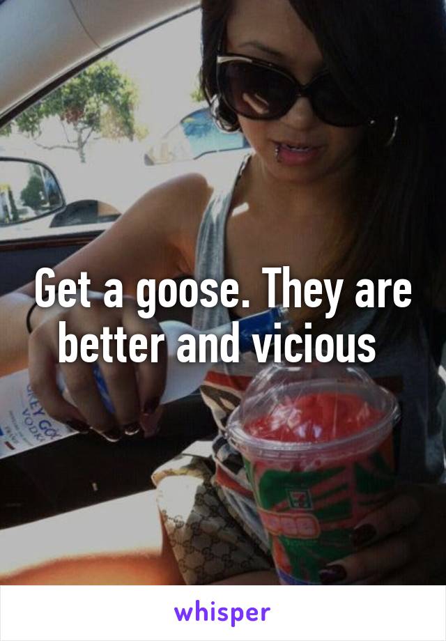 Get a goose. They are better and vicious 