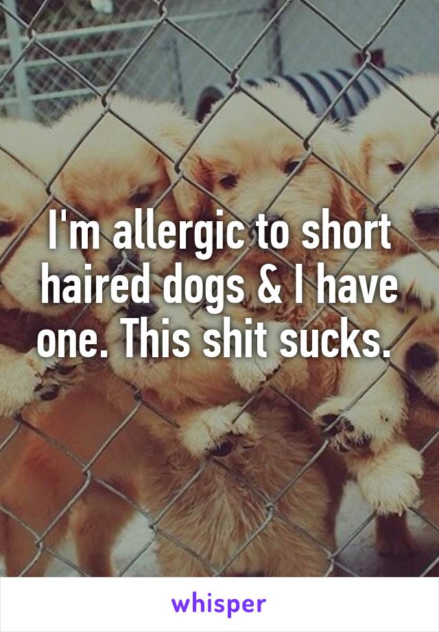 I'm allergic to short haired dogs & I have one. This shit sucks. 
