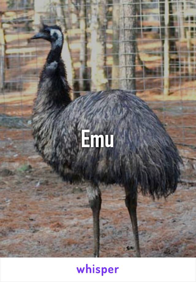 Emu