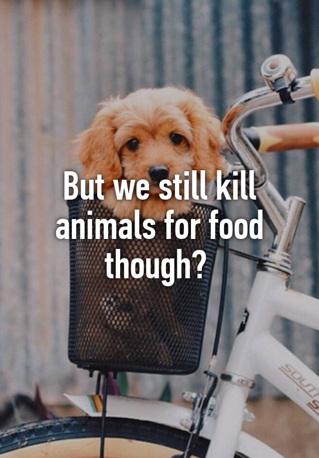 but-we-still-kill-animals-for-food-though