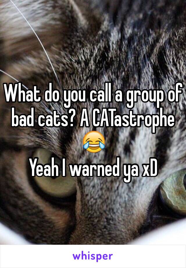 What do you call a group of cats?