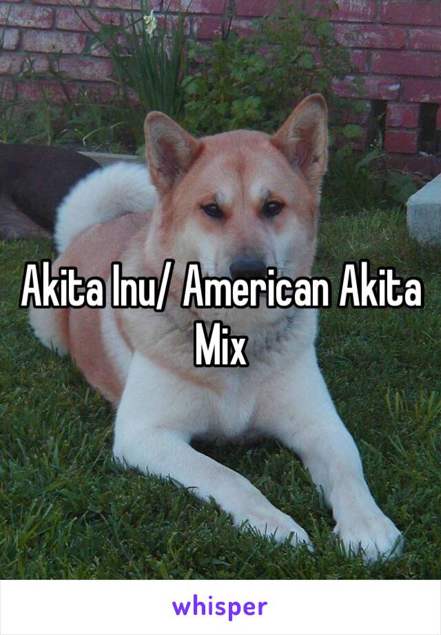 Akita Inu/ American Akita 
Mix