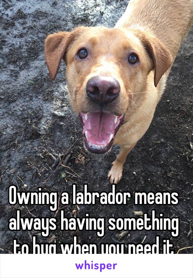 Owning a labrador means always having something to hug when you need it 