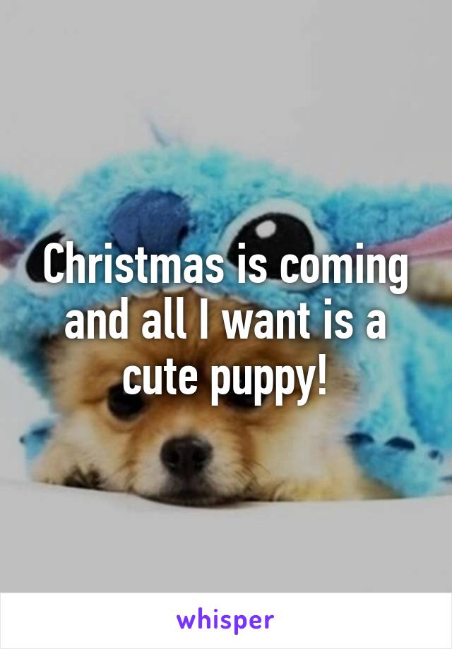 Christmas is coming and all I want is a cute puppy!