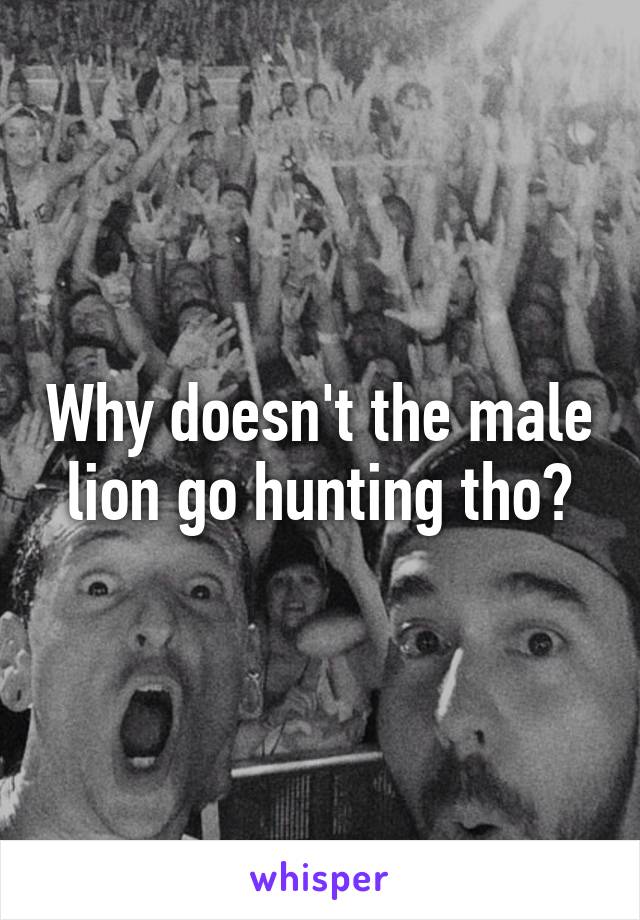 Why doesn't the male lion go hunting tho?