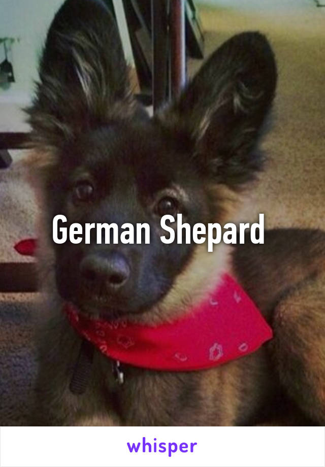 German Shepard 