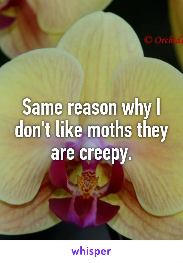 Same reason why I don't like moths they are creepy.