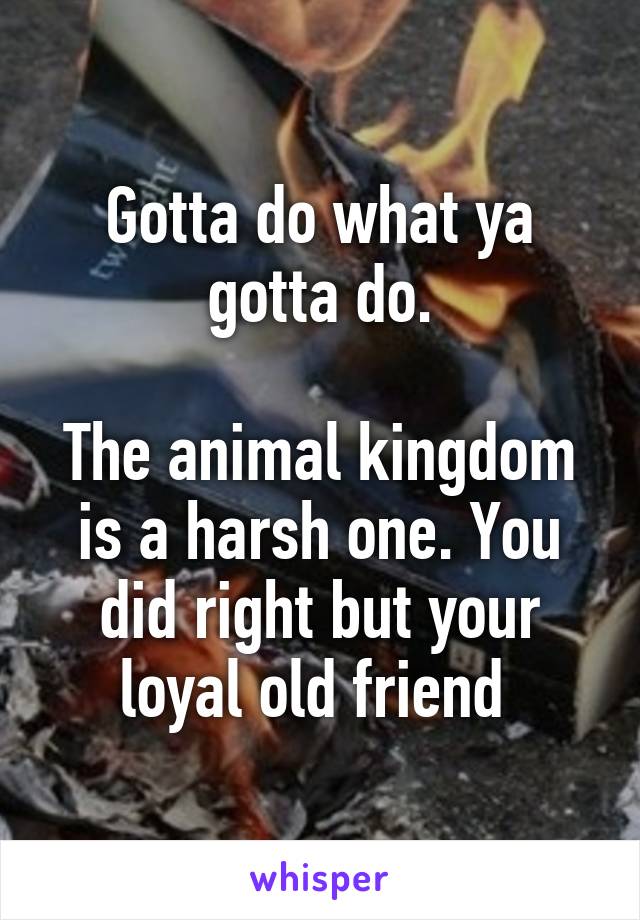 Gotta do what ya gotta do.

The animal kingdom is a harsh one. You did right but your loyal old friend 