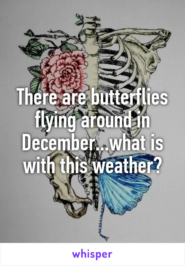 There are butterflies flying around in December...what is with this weather?