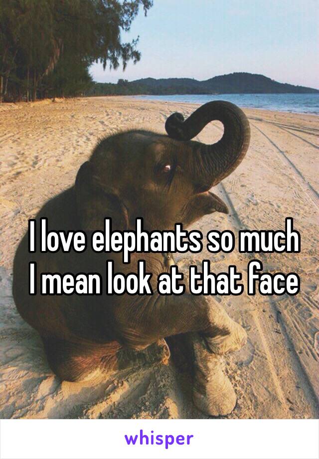 I love elephants so much
I mean look at that face