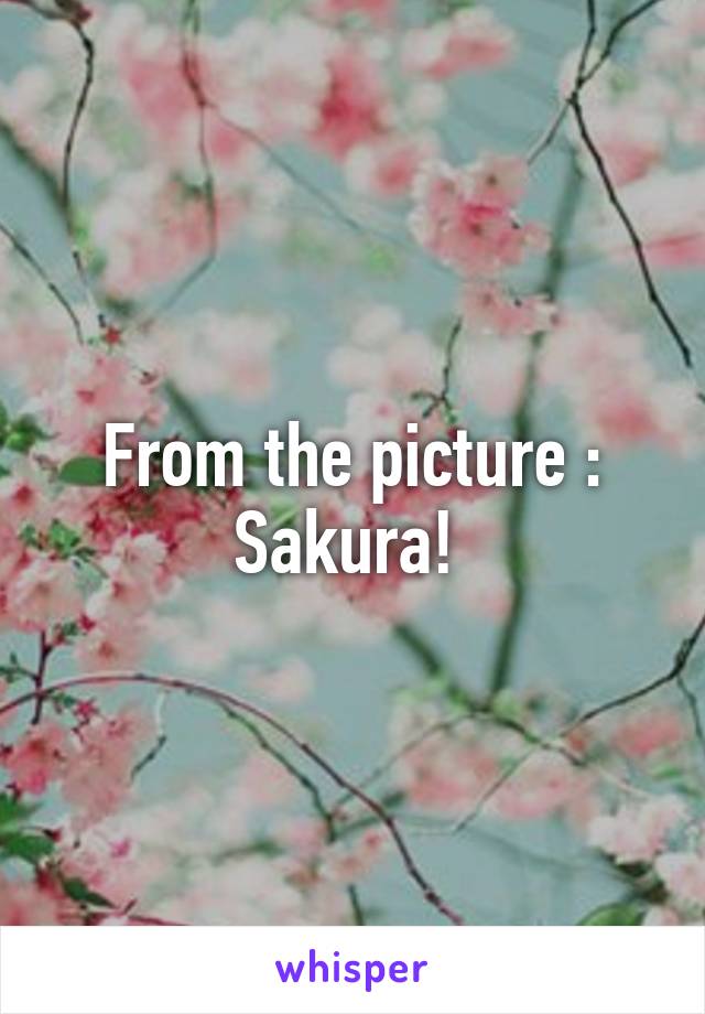 From the picture : Sakura! 