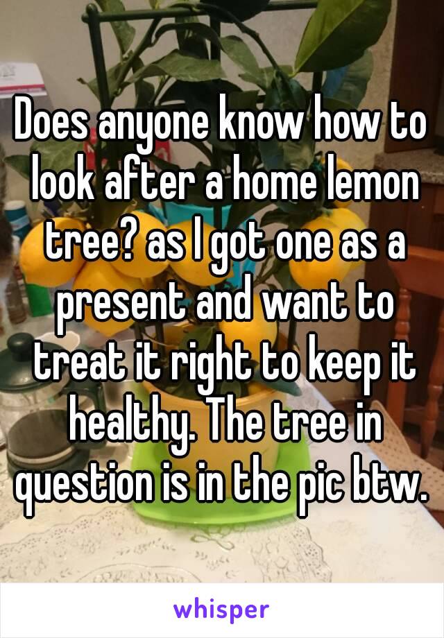 Does anyone know how to look after a home lemon tree? as I got one as a present and want to treat it right to keep it healthy. The tree in question is in the pic btw. 