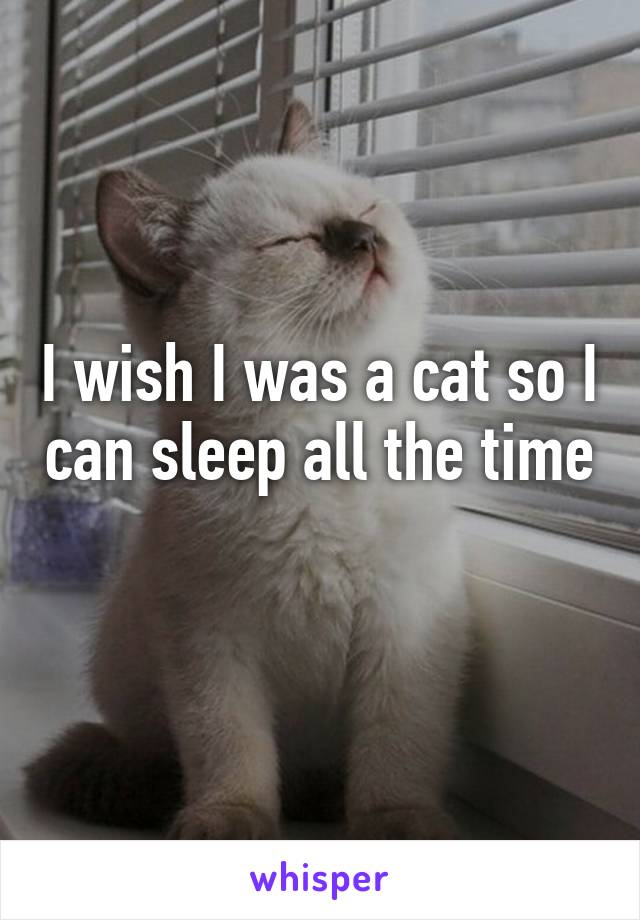 I wish I was a cat so I can sleep all the time 