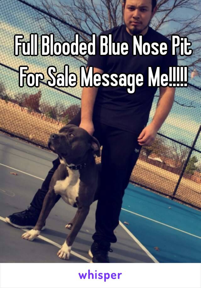 Full Blooded Blue Nose Pit 
For Sale Message Me!!!!! 