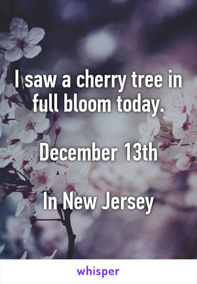 I saw a cherry tree in full bloom today.

December 13th

In New Jersey