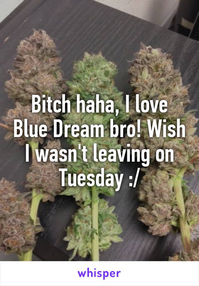 Bitch haha, I love Blue Dream bro! Wish I wasn't leaving on Tuesday :/