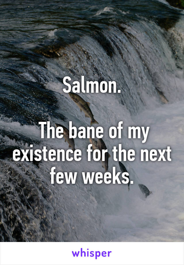 Salmon.

 The bane of my existence for the next few weeks.