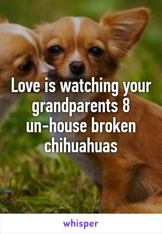 Love is watching your grandparents 8 un-house broken chihuahuas