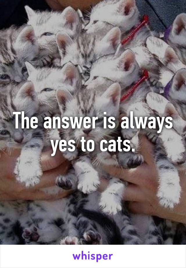 The answer is always yes to cats.