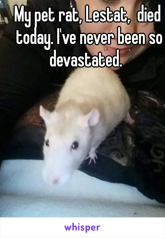 My pet rat, Lestat,  died today. I've never been so devastated.  