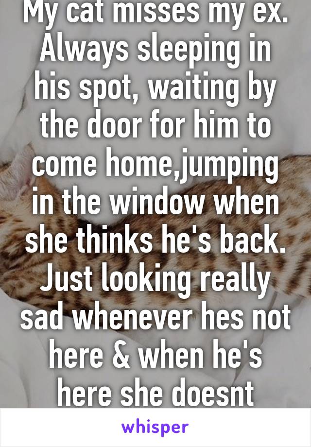 My cat misses my ex. Always sleeping in his spot, waiting by the door for him to come home,jumping in the window when she thinks he's back. Just looking really sad whenever hes not here & when he's here she doesnt leave his side