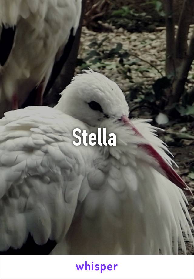 Stella 