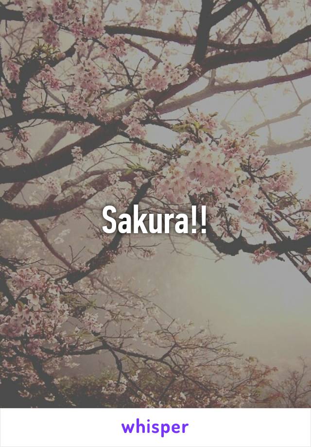 Sakura!!