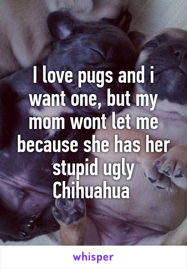 I love pugs and i want one, but my mom wont let me because she has her stupid ugly Chihuahua 