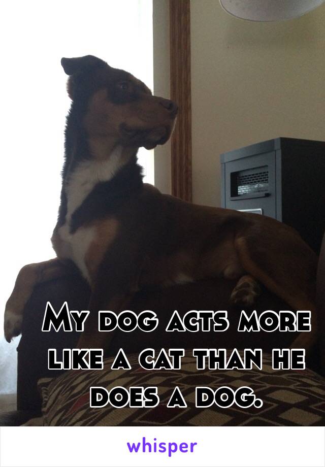 My dog acts more like a cat than he does a dog. 
