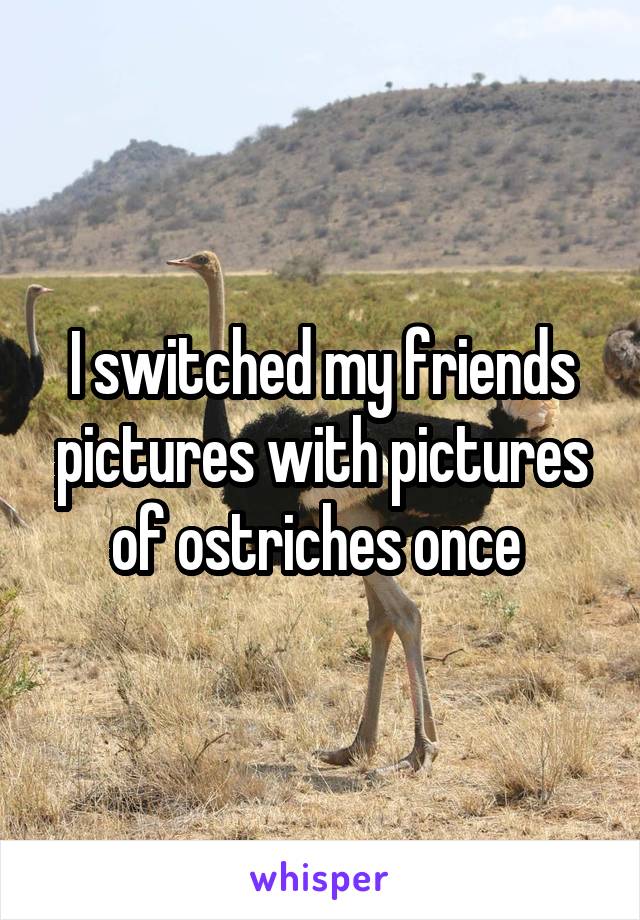 I switched my friends pictures with pictures of ostriches once 