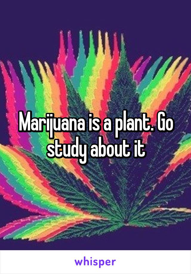 Marijuana is a plant. Go study about it