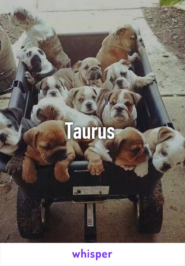 Taurus 