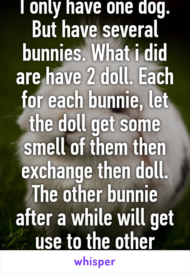 I only have one dog. But have several bunnies. What i did are have 2 doll. Each for each bunnie, let the doll get some smell of them then exchange then doll. The other bunnie after a while will get use to the other smell. 