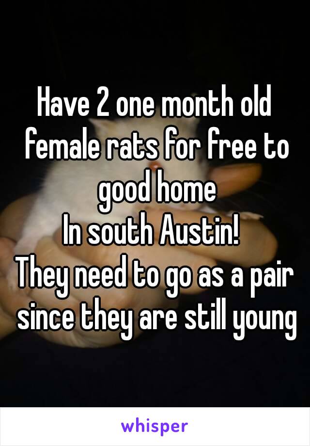 Have 2 one month old female rats for free to good home
In south Austin! 
They need to go as a pair since they are still young