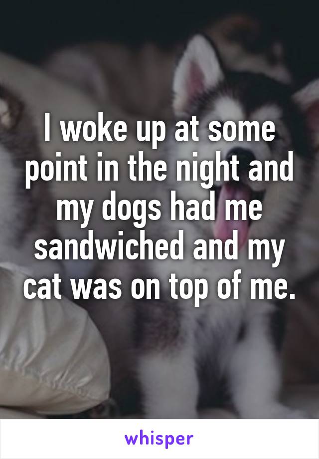 I woke up at some point in the night and my dogs had me sandwiched and my cat was on top of me.  