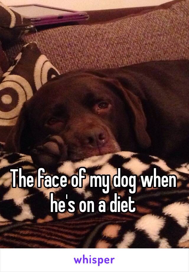 The face of my dog when he's on a diet 