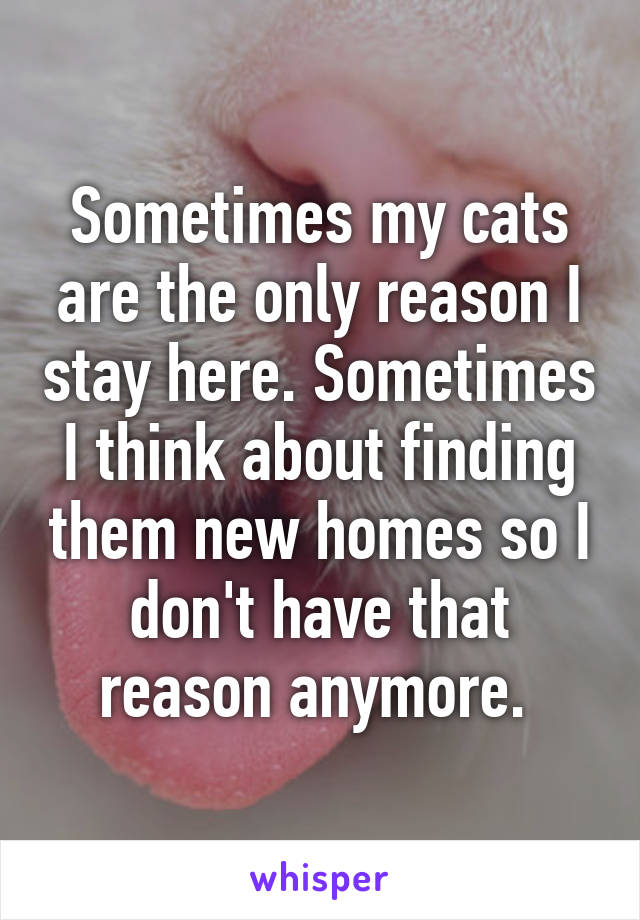 Sometimes my cats are the only reason I stay here. Sometimes I think about finding them new homes so I don't have that reason anymore. 