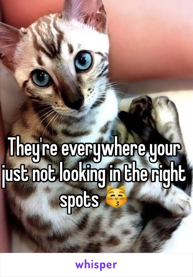 They're everywhere your just not looking in the right spots 😽