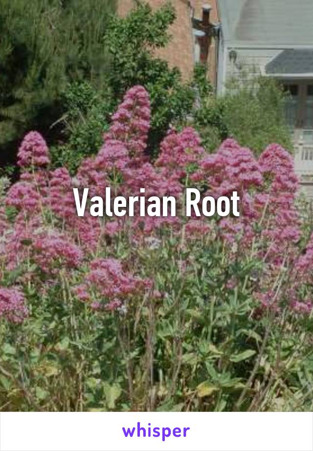 Valerian Root
