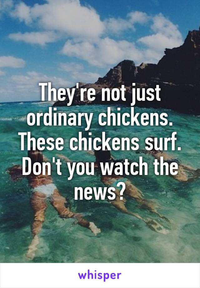 They're not just ordinary chickens. These chickens surf. Don't you watch the news?